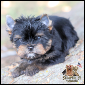 Yorkshire Terrier puppy resting on a rocky surface with a fluffy black-and-tan coat.
