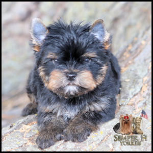 Cute black-and-tan Yorkie puppy perched on a rock; logo reads 'Semper Fi Yorkies' with a small dog and American flag in bottom-right.