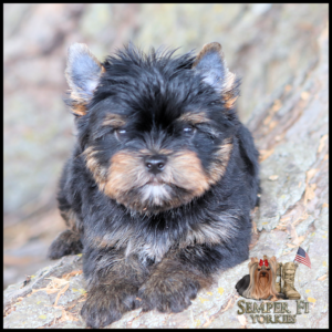 Young Yorkie puppy with black and tan fur sitting on a rock, logo in bottom-right says 'Semper Fi Yorkies' with a small dog and boots.