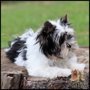 Fluffy black-and-white Yorkshire Terrier puppy lying on a tree stump; watermark reads Semper Fi Yorkies in the corner.