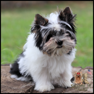 Small fluffy black-and-white puppy sitting on a log in a grassy yard; watermark with a Yorkie logo in the bottom-right corner.