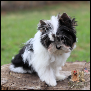 Fluffy black-and-white Yorkshire Terrier puppy standing on a tree stump in a grassy yard; Semper Fi Yorkies logo in the bottom right corner.