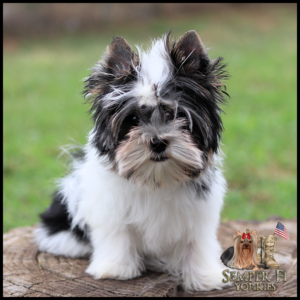 Fluffy black-and-white Yorkshire Terrier puppy sitting on a tree stump outdoors in a grassy area.