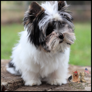 Fluffy black-and-white Yorkshire Terrier puppy on a wooden stump outdoors; watermark 'Semper Fi Yorkies' bottom-right.