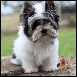 Fluffy black-and-white puppy sitting on a wooden log outdoors, with a Semper Fi Yorkies logo in the bottom-right corner.