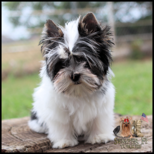Fluffy black-and-white Yorkshire Terrier puppy sits on a tree stump outdoors; Semper Fi Yorkies logo bottom right.