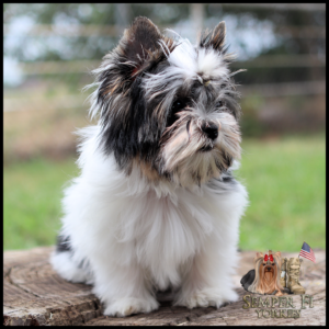 Small fluffy Bearded-style dog (Yorkie) sits on a tree stump outdoors; logo with flag in corner says 'Semper Fi Yorkies'