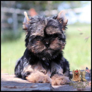 Yorkshire Terrier puppy sitting on a wooden surface outdoors, fluffy black and tan coat, logo bottom right