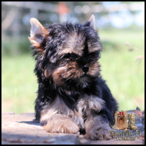 Fluffy Yorkshire Terrier puppy sitting on a wooden surface outdoors with a green blurred background; Semper Fi Yorkies logo in bottom-right corner.
