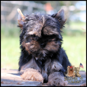 Yorkshire Terrier puppy outdoors on a wooden surface; Semper Fi Yorkies logo with American flag in the bottom-right corner.