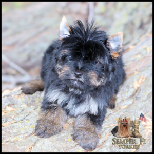 Young Yorkshire terrier puppy sitting on a rocky surface, fluffy black and tan fur, looking at the camera.