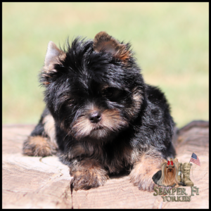 Adorable Yorkie puppy with black and tan fur resting on a wooden surface, logo and flag in the bottom-right corner.