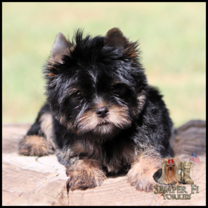 Small black and tan Yorkshire Terrier puppy resting on a wooden surface outdoors with a blurred grassy background.