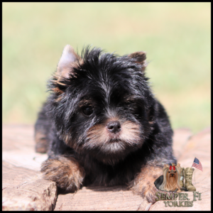 Close-up of a black-and-tan Yorkshire Terrier puppy resting on a wooden surface; Semper Fi Yorkies logo with US flag in the bottom-right.