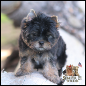 Small black and tan Yorkshire Terrier puppy standing on a log, with a Semper Fi Yorkies logo in the bottom-right corner.