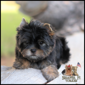 Yorkie puppy with black and tan fur resting its paws on a wooden surface; Semper Fi Yorkies logo in bottom-right.