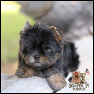 Adorable small Yorkshire Terrier puppy on a wooden surface, with the Semper Fi Yorkies logo in the bottom right corner.