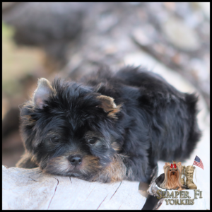 Young black and tan Yorkshire Terrier puppy resting its head on a weathered log outdoors, with a 'Semper Fi Yorkies' logo in the corner.