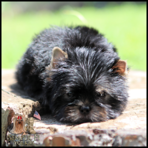 Black Yorkshire Terrier puppy lying on a sunlit log outdoors with a green yard in the background; Semper Fi Yorkies logo in the bottom-left corner.