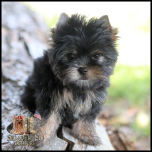 Adorable black-and-tan Yorkie puppy sits on a log, gazing at the camera (logo bottom left).