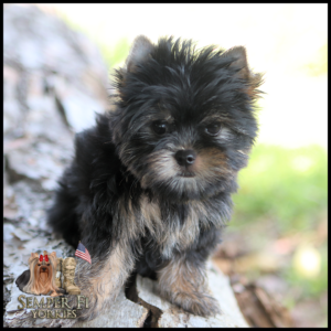 Fluffy black-and-tan Yorkie puppy perched on a log outdoors; bottom-left logo reads 'Semper Fi Yorkies'.