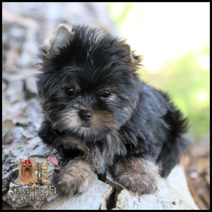 Close-up of a fluffy black and tan Yorkshire Terrier puppy sitting on a log, logo reading Semper Fi Yorkies in bottom left corner.