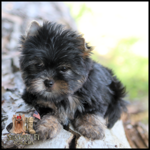 Adorable black-and-tan Yorkshire Terrier puppy on a log outdoors; bottom-left shows Semper Fi Yorkies logo with a Yorkie, a flag, and a boot.