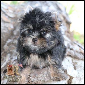 Adorable fluffy Yorkshire Terrier puppy sits on a rock, looking at the camera; Semper Fi Yorkies logo in the bottom-left corner.