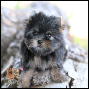 Cute Yorkshire Terrier puppy sitting on a weathered log with a logo in the lower-left corner reading 'Semper Fi Yorkies'.