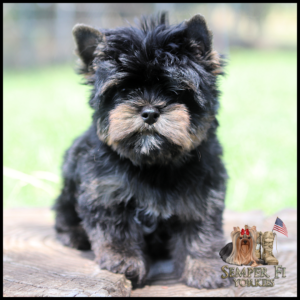 Cute black-and-tan Yorkshire Terrier puppy standing on a wooden log outdoors, with a Semper Fi Yorkies watermark featuring a small Yorkie, boots, and an American flag in the bottom-right corner.