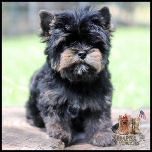 Yorkshire Terrier puppy standing on a log outdoors; blurred green background with Semper Fi Yorkies logo bottom right.