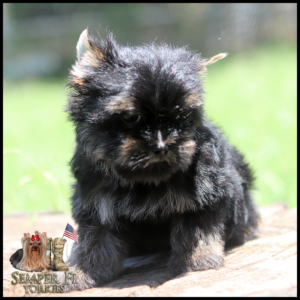 Young black-and-tan Yorkshire Terrier puppy sitting on a wooden surface, with a Semper Fi Yorkies logo in the bottom-left corner.