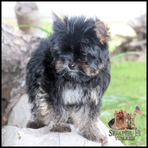 Yorkshire Terrier puppy with black and tan fur standing on a log; Semper Fi Yorkies logo bottom right.