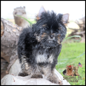 Yorkie puppy perched on a log outdoors with a dark fluffy coat and tan legs, wearing a curious expression, logo reads 'Semper Fi Yorkies' in the corner.