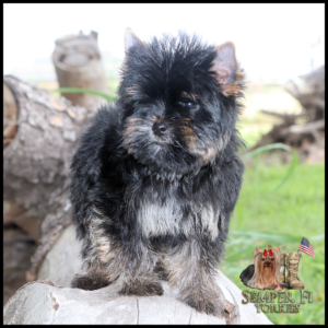 Fluffy black-and-tan Yorkshire terrier puppy standing on a log outdoors, with a Semper Fi Yorkies logo in the bottom-right corner.