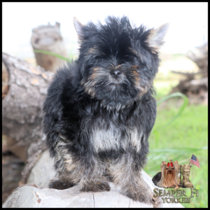 Fluffy black-and-tan Yorkshire Terrier puppy standing on a log outdoors, Semper Fi Yorkies logo in the bottom-right corner.