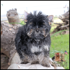 Small black and gray fluffy terrier puppy sits on a log outdoors with a blurred background; Semper Fi Yorkies logo appears in the bottom-right corner.