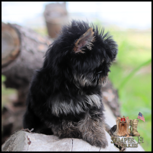 Fluffy black-and-gray Yorkshire Terrier puppy perched on a log, with a Semper Fi Yorkies logo in the bottom-right corner