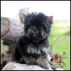 Black-and-silver Yorkshire Terrier puppy sits on a log outdoors, with a Semper Fi Yorkies logo and small American flag in the corner.