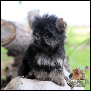 Small black fluffy terrier puppy perched on a log outdoors; Semper Fi Yorkies logo in the bottom-right corner with an American flag.