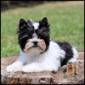 Fluffy black-and-white puppy lying on a tree stump; Semper Fi Yorkies logo with American flag in the bottom-right corner.