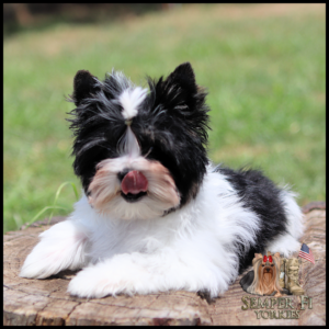 Fluffy black and white Yorkie puppy laying on a tree stump, tongue touching its nose, with a Semper Fi Yorkies logo in the corner.