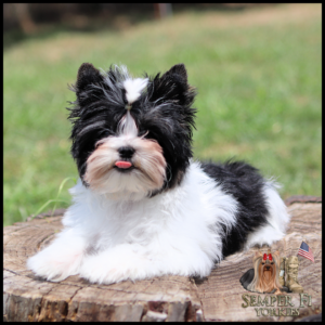 Cute fluffy black-and-white puppy lounging on a tree stump outdoors, tongue slightly sticking out; Semper Fi Yorkies logo in the corner.