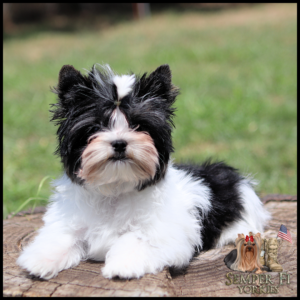 Adorable black-and-white Yorkshire Terrier puppy lying on a tree stump outdoors.