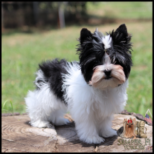 Fluffy black-and-white Yorkie puppy standing on a tree stump in a grassy yard.