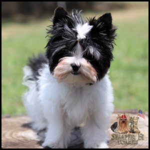Small fluffy black-and-white Yorkshire Terrier puppy standing on a wooden surface outdoors, looking at the camera; logo for 'Semper Fi Yorkies' appears in the bottom-right corner.