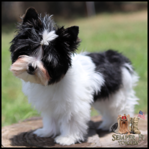 Small fluffy black-and-white terrier standing on a log outdoors; Semper Fi Yorkies logo in the bottom-right corner.