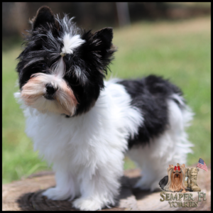 Black and white Yorkshire Terrier puppy standing on a wooden stump in a yard, with a logo in the bottom-right corner.