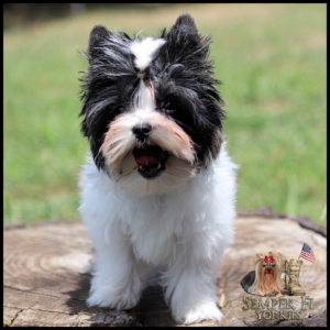Cheerful fluffy black-and-white Yorkshire Terrier puppy standing on a tree stump outdoors, with Semper Fi Yorkies logo in the bottom-right.