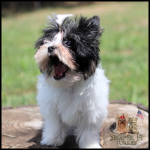 Small fluffy black-and-white Yorkie puppy with mouth open, standing on a wooden stump outdoors on grass.